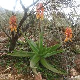 Aloe haggeherensis (Haggeher Mts, Socotra) RARELY PROPOSED  available 8.5cm, 10.5cm and 12cm Ø